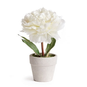 MINI PEONY POTTED 6.5" CREAM