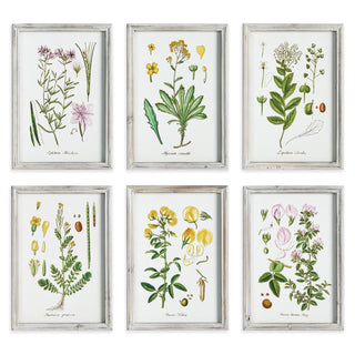 PERENNIAL BOTANICAL STUDY, SET OF 6