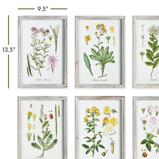 PERENNIAL BOTANICAL STUDY, SET OF 6