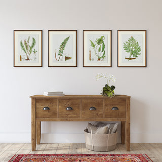 STRUCTURAL FERN STUDY, SET OF 4