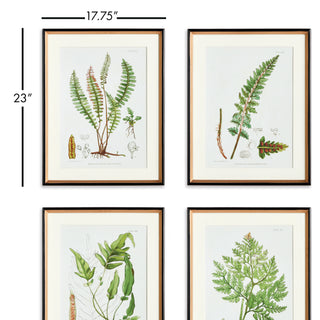 STRUCTURAL FERN STUDY, SET OF 4