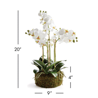PHALAENOPSIS ORCHID BOWL DROP-IN 20"
