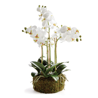 PHALAENOPSIS ORCHID BOWL DROP-IN 20"