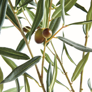 OLIVE BRANCH 67.5"