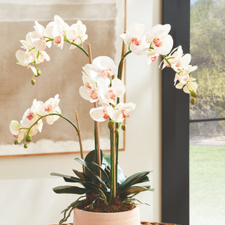 PHALAENOPSIS ORCHID DROP-IN 30"