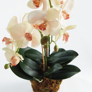 PHALAENOPSIS ORCHID DROP-IN 23"