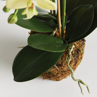 PHALAENOPSIS ORCHID DROP-IN 23"