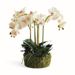 PHALAENOPSIS ORCHID BOWL DROP-IN 18.5"