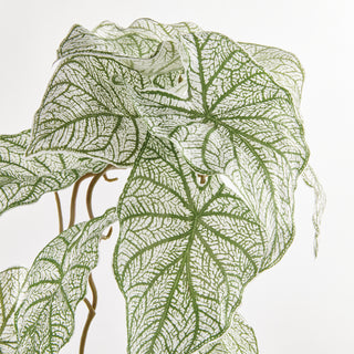 CALADIUM SPILLER STEM