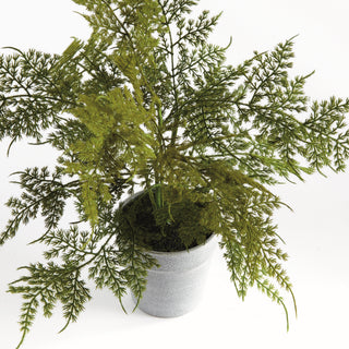 PLUMOSA FERN DROP-IN 13"
