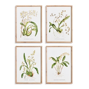 ORCHID ASSORTMENT STUDY, SET OF 4