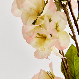 BOUGAINVILLEA  STEMS 54", BUNDLE OF 2