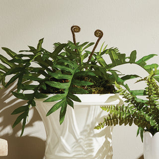 HARE'S FOOT FERN DROP-IN 12"