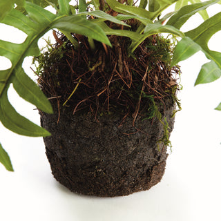 HARE'S FOOT FERN DROP-IN 12"