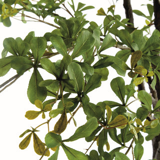 SHADY LADY OLIVE TREE DROP-IN 90"