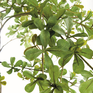 SHADY LADY OLIVE TREE DROP-IN 90"