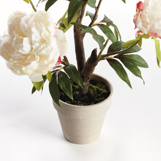 PEONY POTTED DROP-IN 18"