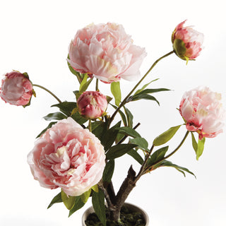 PEONY POTTED DROP-IN 18"