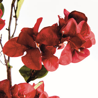 BOUGAINVILLEA  STEMS 54", BUNDLE OF 2