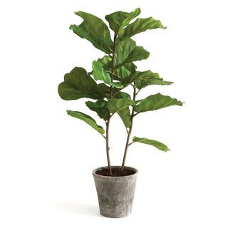 FIDDLE LEAF FIG POTTED 43"