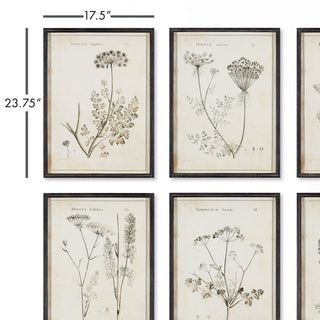 WILDFLOWER STUDY, SET OF 6