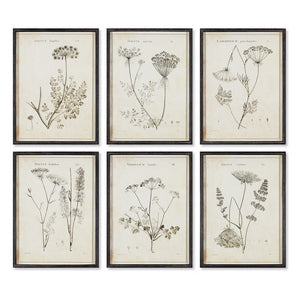 WILDFLOWER STUDY, SET OF 6