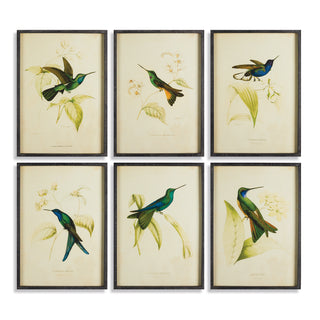 HUMMINGBIRD PRINTS, SET OF 6