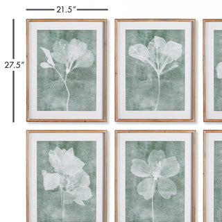 TRANSLUCENT FLORAL PRINTS, SET OF 6