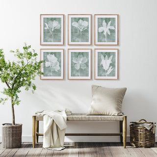 TRANSLUCENT FLORAL PRINTS, SET OF 6