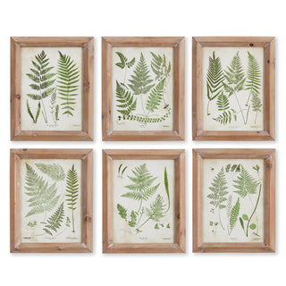 ASSORTED FROND STUDY PETITE, SET OF 6