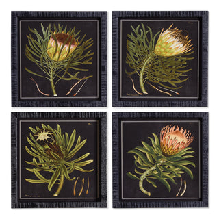 PROTEA PETITE PRINTS, SET OF 4