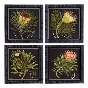 PROTEA PETITE PRINTS, SET OF 4