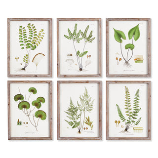 SHADE GARDEN STUDY, SET OF 6