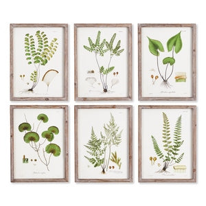SHADE GARDEN STUDY, SET OF 6